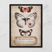 Lepidoptera Briefkaart (Voorkant)