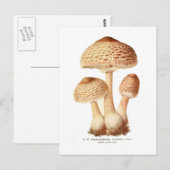 Lepiota procera briefkaart (Voorkant / Achterkant)