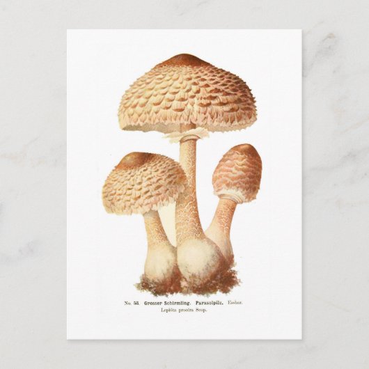 Lepiota procera briefkaart (Voorkant)