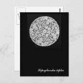 Lepoglava lace briefkaart (Voorkant / Achterkant)