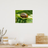 Leptinotarsa decemlineata poster (Keuken)