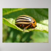 Leptinotarsa decemlineata poster (Voorkant)