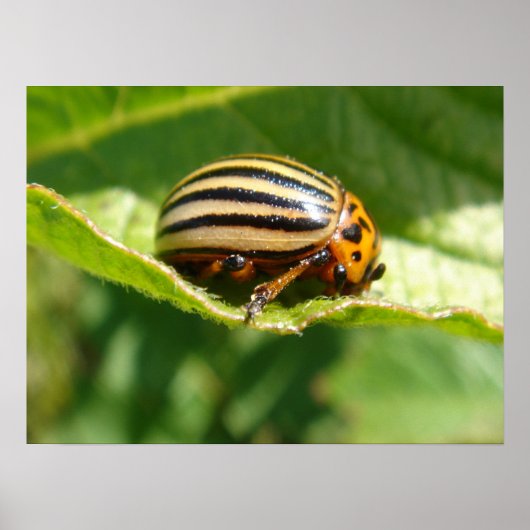 Leptinotarsa decemlineata poster (Voorkant)