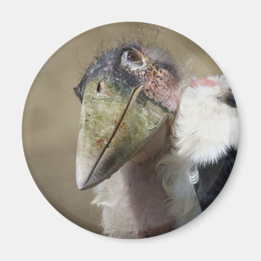 Leptoptilos crumeniferus magneet (Voorkant)