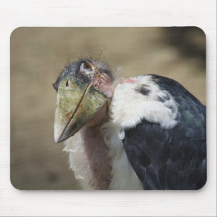 Leptoptilos crumeniferus muismat