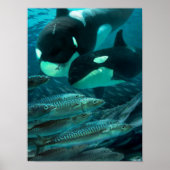 Leren om op makreel te jagen poster (Voorkant)