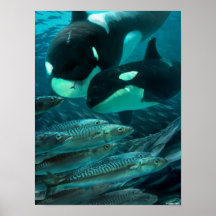 Leren om op makreel te jagen