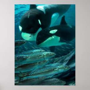 Leren om op makreel te jagen poster