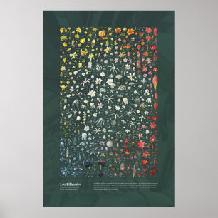 Les Liliacées van Redouté Poster