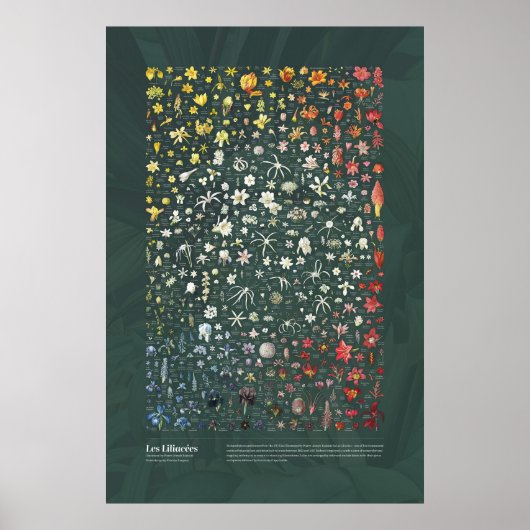 Les Liliacées van Redouté Poster (Voorkant)