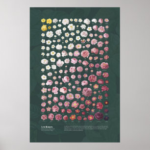 Les Roses van Redouté Poster
