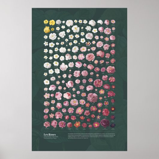 Les Roses van Redouté Poster (Voorkant)