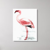  leser Flamingo Claude Gibney Finch Davies Canvas Afdruk (Voorkant)