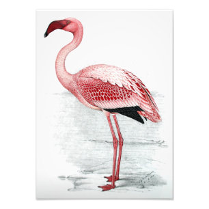 leser Flamingo Claude Gibney Finch Davies Foto Afdruk