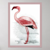 leser Flamingo Claude Gibney Finch Davies Poster (Voorkant)