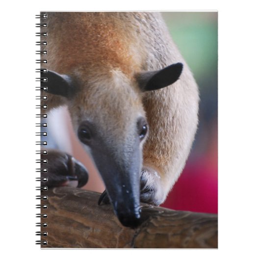 Lesser Anteater-laptop Notitieboek (Voorkant)