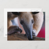 Lesser Anteater Postards Briefkaart (Voorkant / Achterkant)
