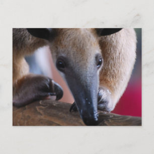 Lesser Anteater Postards Briefkaart