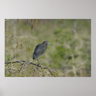 Lesser Blue Heron Everglades Nationaal Park Poster