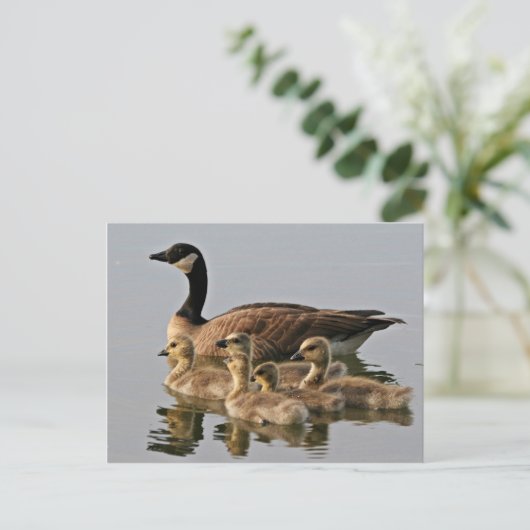 Lesser Canada Goose Brood Briefkaart (Staand voorkant)