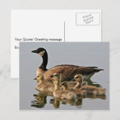Lesser Canada Goose Brood Briefkaart (Voorkant / Achterkant)