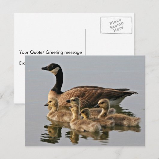 Lesser Canada Goose Brood Briefkaart (Voorkant / Achterkant)
