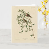 Lesser (Common) Red-Poll, Audubon Birds of America Kaart (Gele Bloem)