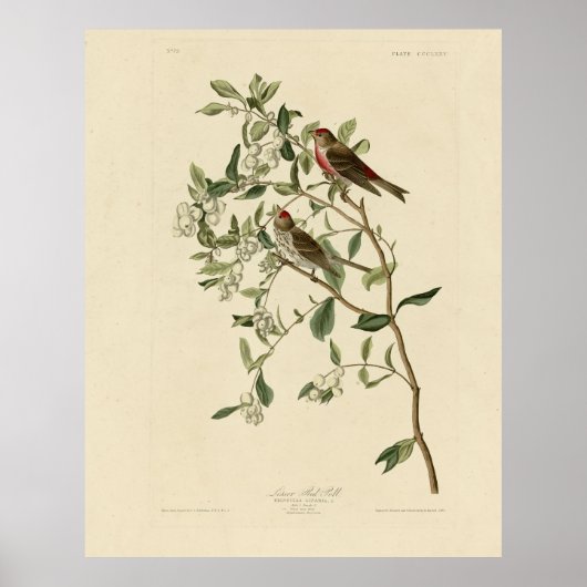 Lesser (Common) Red-Poll, Audubon Birds of America Poster (Voorkant)