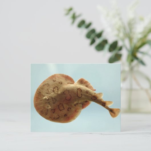 Lesser Electric Ray Briefkaart (Staand voorkant)