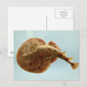 Lesser Electric Ray Briefkaart (Voorkant / Achterkant)