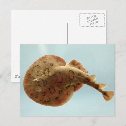 Lesser Electric Ray Briefkaart (Voorkant / Achterkant)