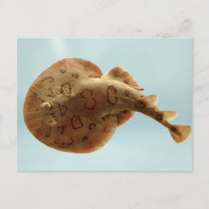 Lesser Electric Ray Briefkaart