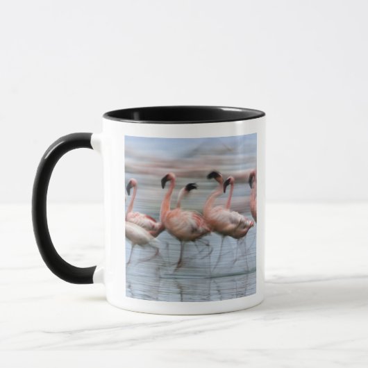 Lesser Flamingos in beweging, Phoenicopterus Mok (Links)