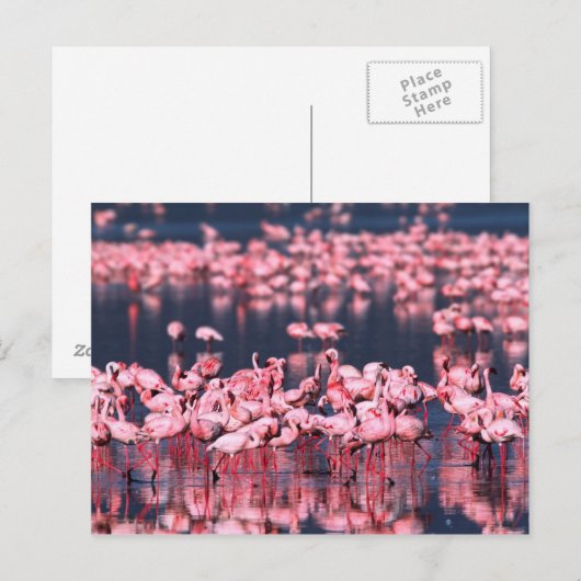 Lesser Flamingos (Phoeniconaias minor), Afrika, Briefkaart (Voorkant / Achterkant)