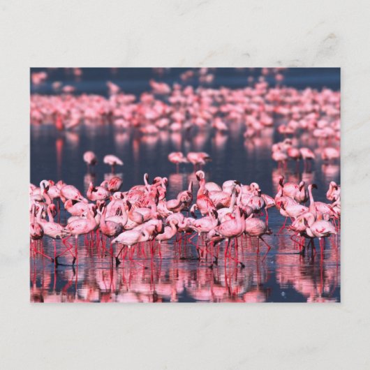 Lesser Flamingos (Phoeniconaias minor), Afrika, Briefkaart (Voorkant)