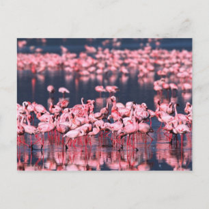 Lesser Flamingos (Phoeniconaias minor), Afrika, Briefkaart