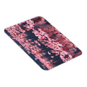 Lesser Flamingos (Phoeniconaias minor), Afrika, Magneet (Rechterzijde)