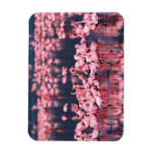 Lesser Flamingos (Phoeniconaias minor), Afrika, Magneet (Verticaal)