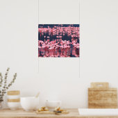 Lesser Flamingos (Phoeniconaias minor), Afrika, Poster (Keuken)