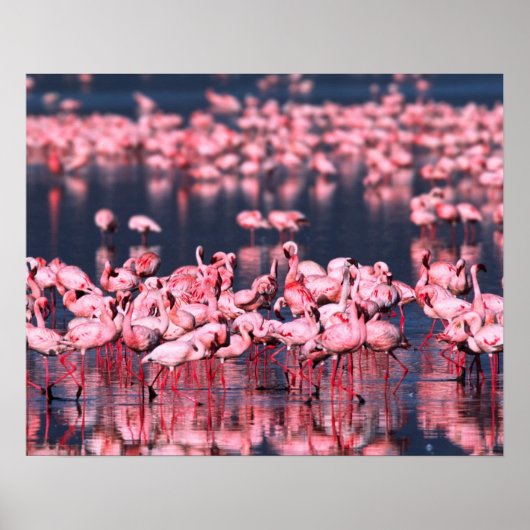 Lesser Flamingos (Phoeniconaias minor), Afrika, Poster (Voorkant)