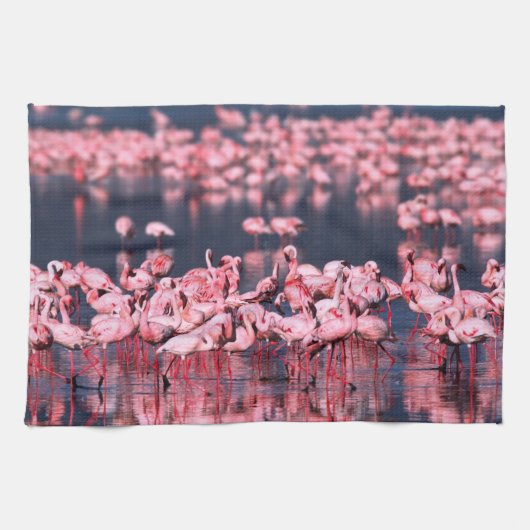 Lesser Flamingos (Phoeniconaias minor), Afrika, Theedoek (Horizontaal)