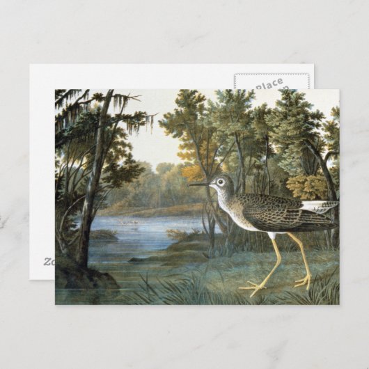 Lesser gele benen briefkaart (Voorkant / Achterkant)