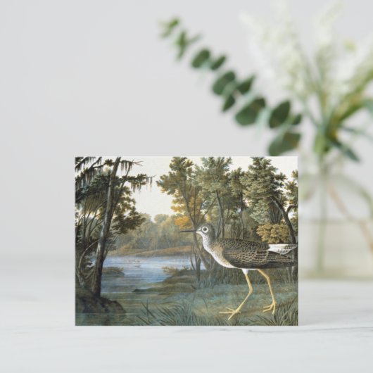 Lesser gele benen briefkaart (Staand voorkant)