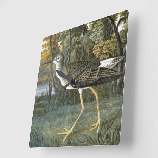 Lesser gele benen vierkante klok (Hoek)