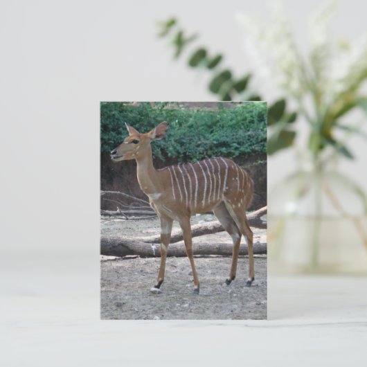 Lesser Kudu Briefkaart (Staand voorkant)
