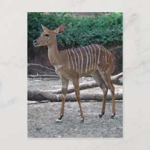 Lesser Kudu Briefkaart