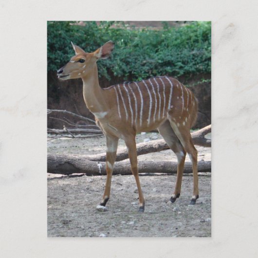 Lesser Kudu Briefkaart (Voorkant)