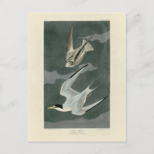 Lesser (minst) Tern - Audubon's vogels in Amerika Briefkaart