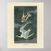 Lesser (minst) Tern - Audubon's vogels in Amerika Poster (Voorkant)