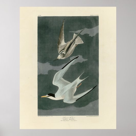 Lesser (minst) Tern - Audubon's vogels in Amerika Poster (Voorkant)